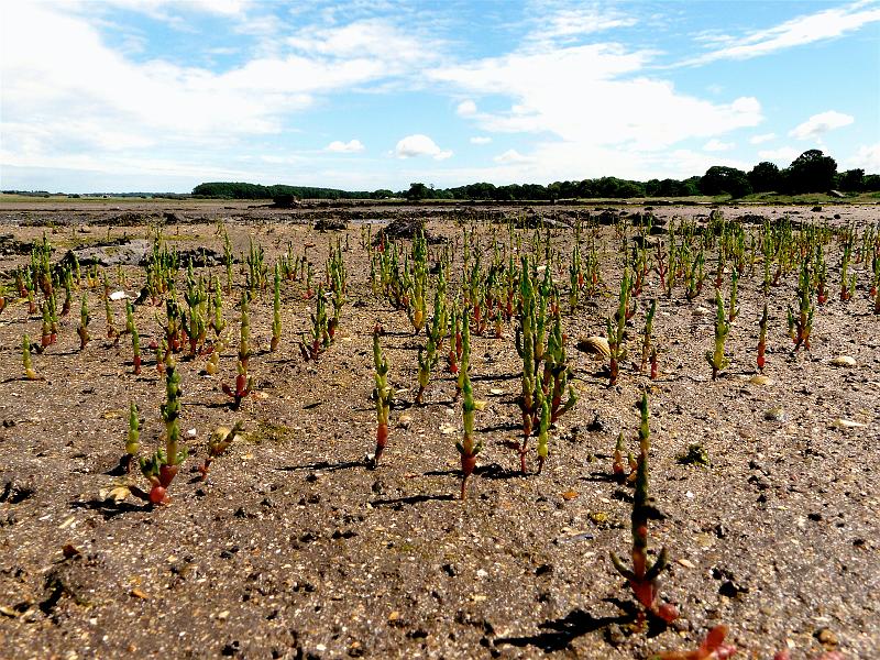 Samphire - Aberlady Bay.jpg